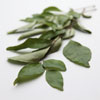 recommended reading - Origins of Zara's Herbal Tea